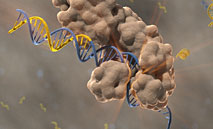 Polymerases and Amplification Technologies